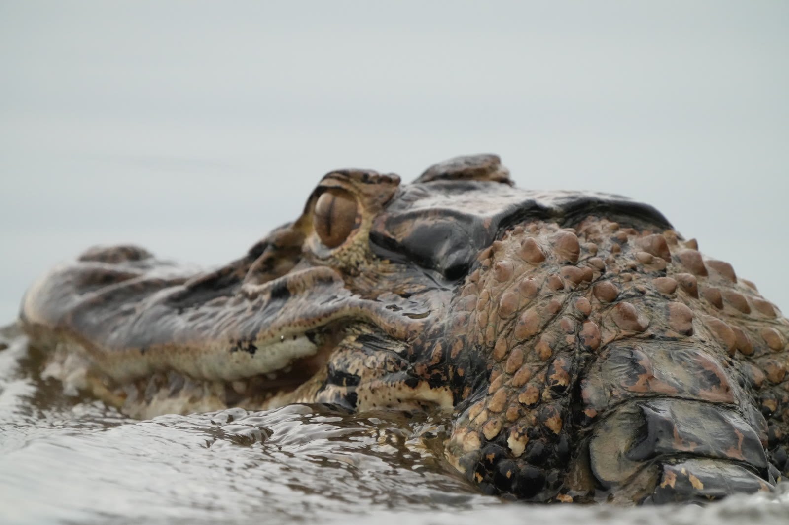 Black caiman surfacing at close range