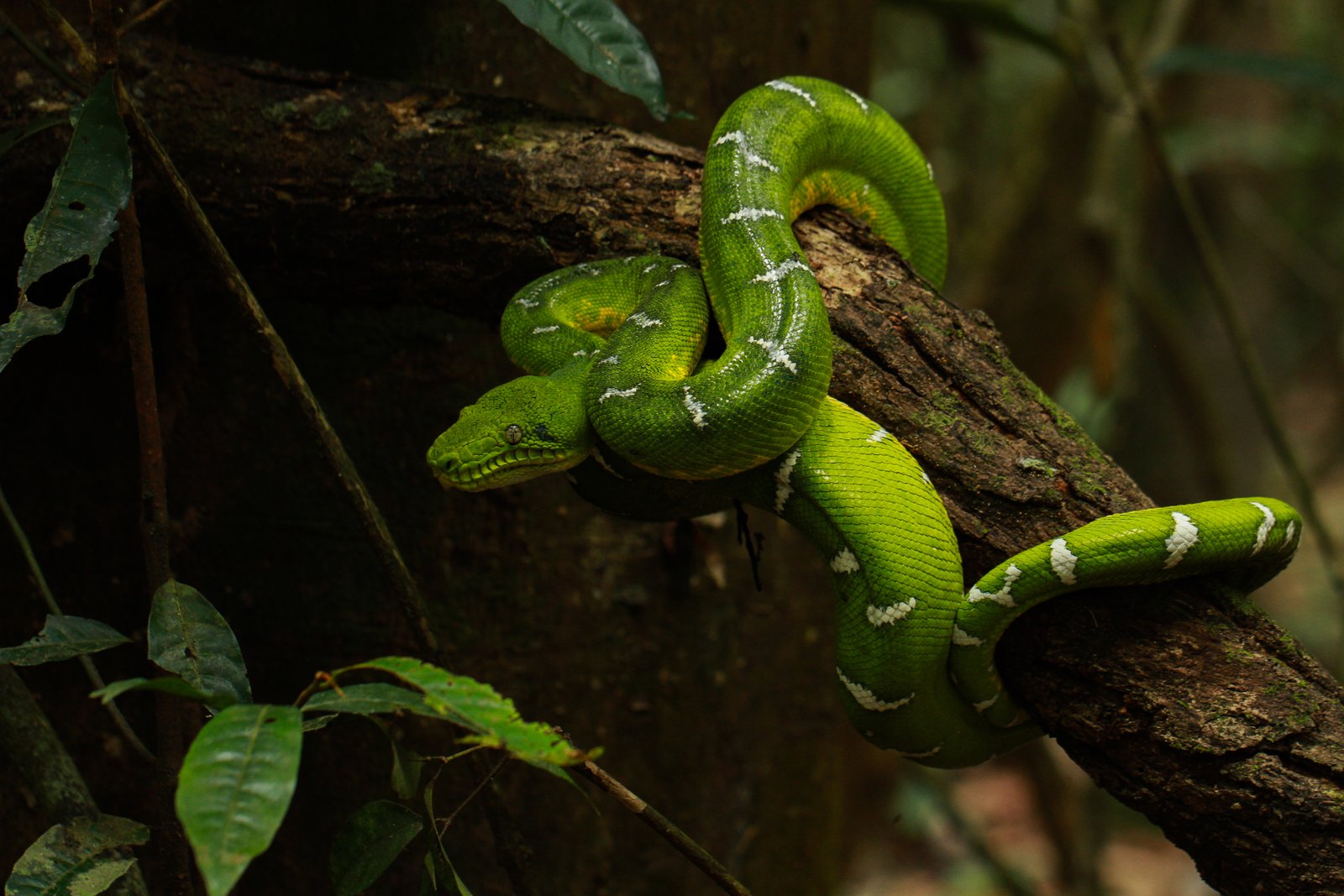 Wildlife of the Ecuadorian Amazon