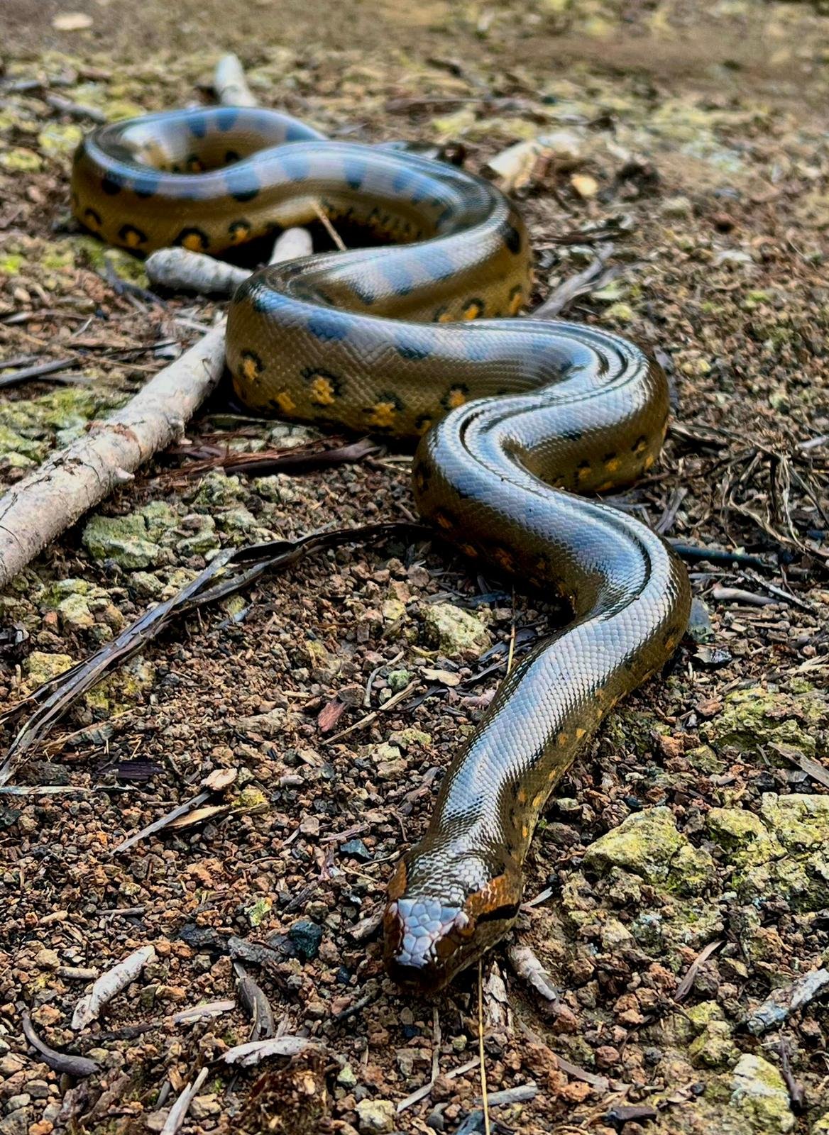 Herpetology