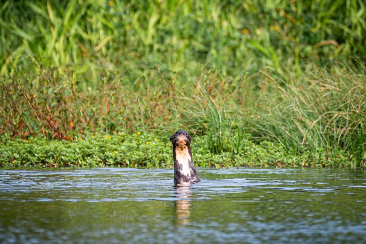 Giant river otter