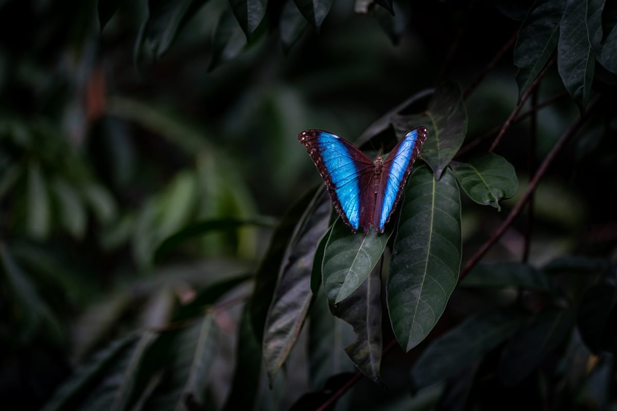 Blue morpho butterfly