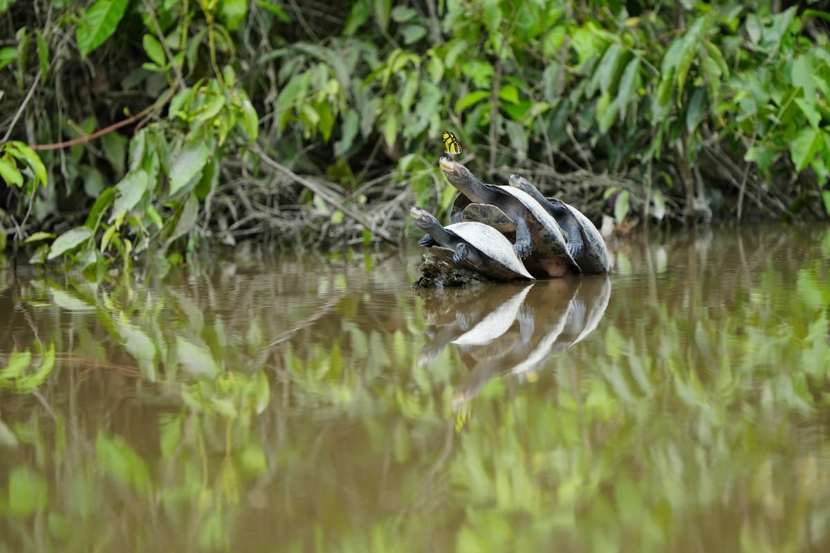 River turtles and a butterfly