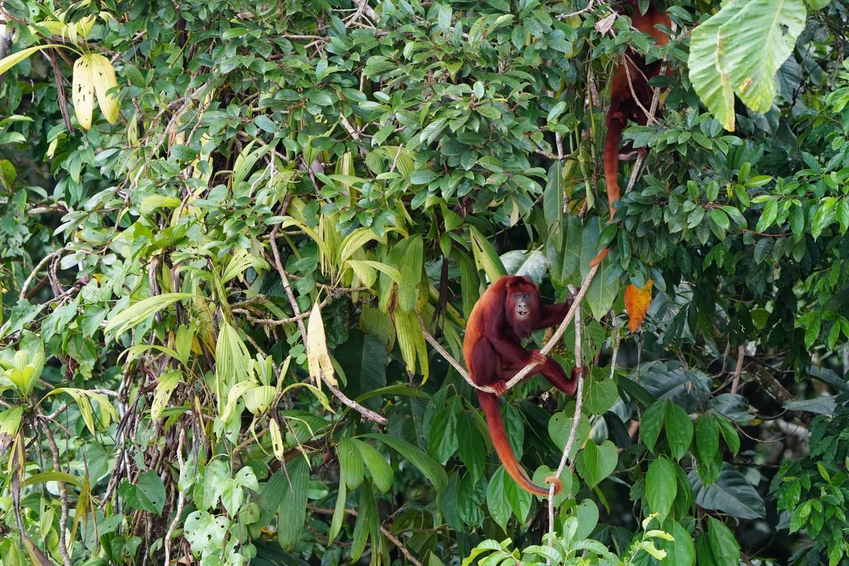 Red howler monkey