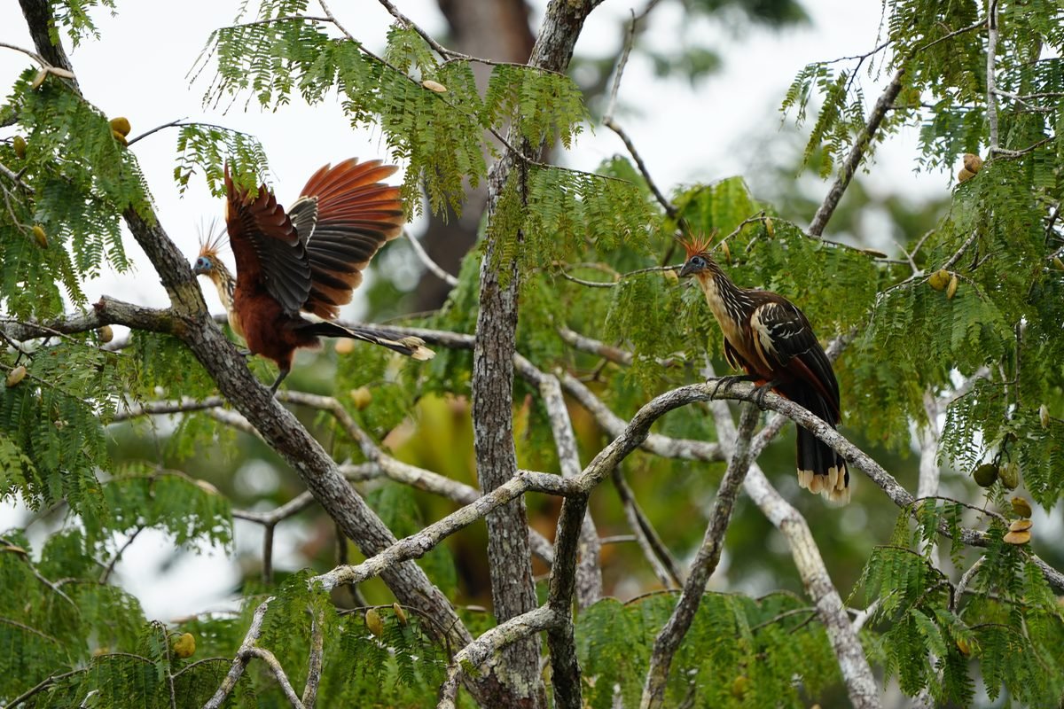 Hoatzin birds