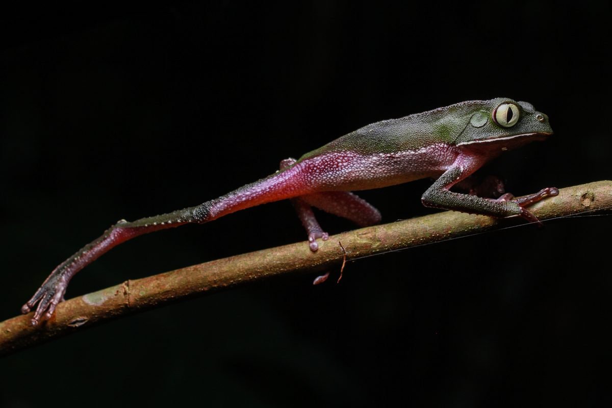 Amazon tree frog