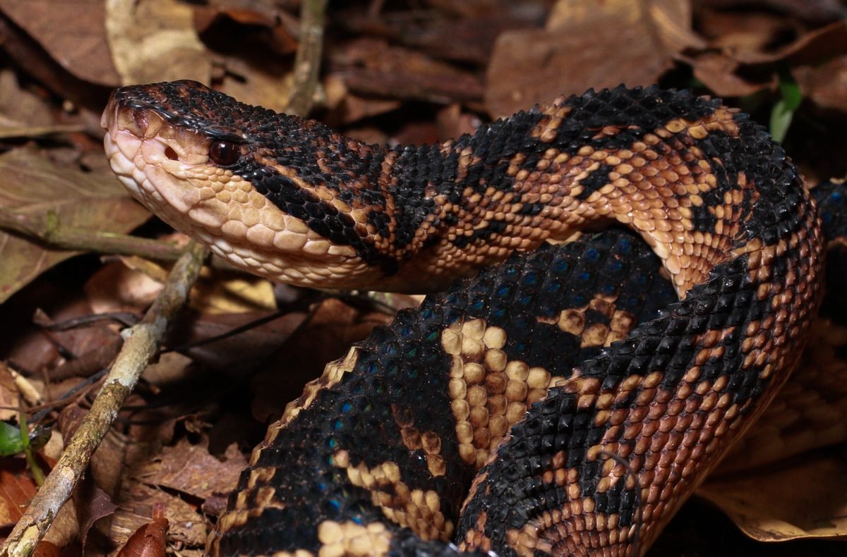 Pit viper on the forest floor