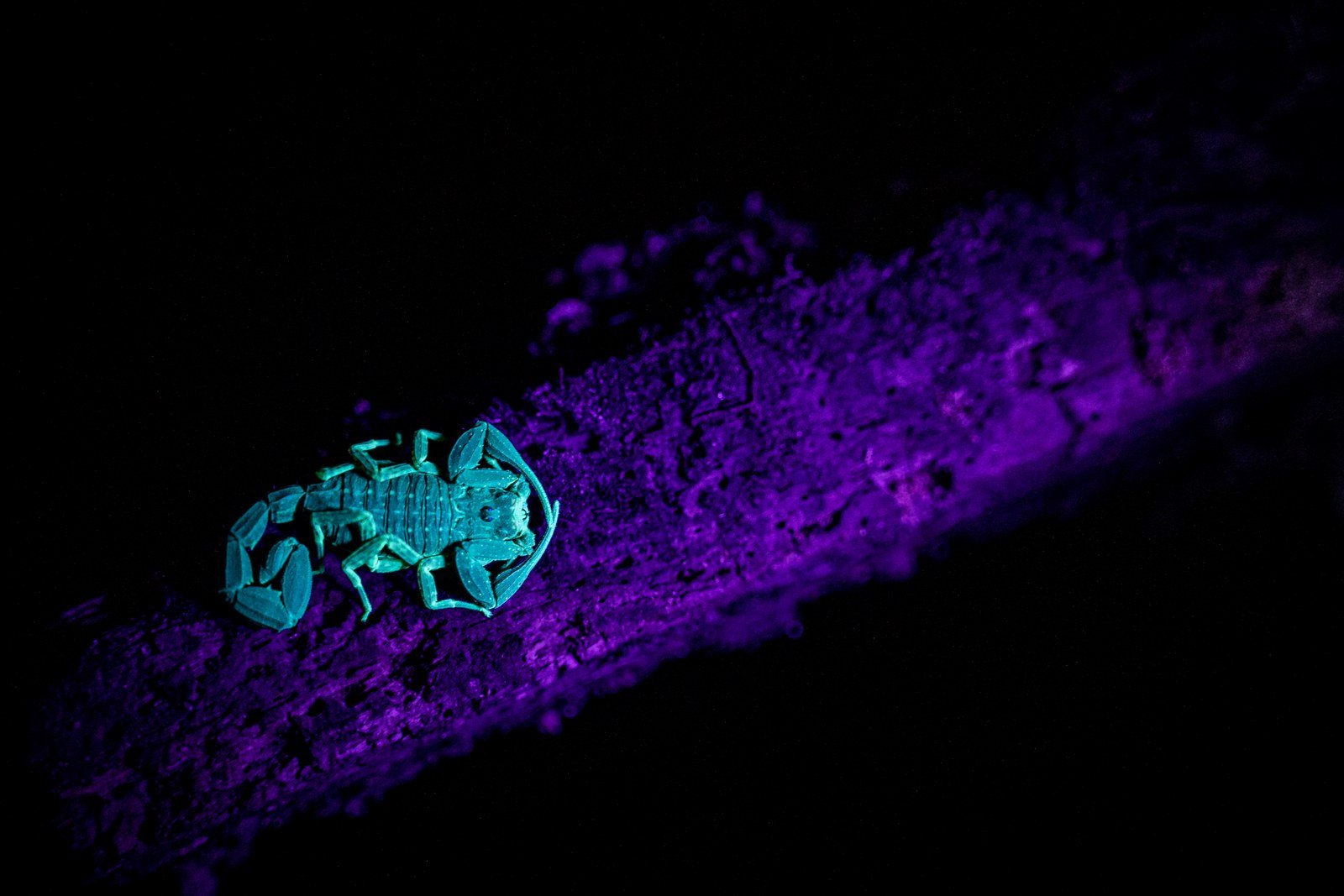 Scorpion glowing under UV light on a night walk