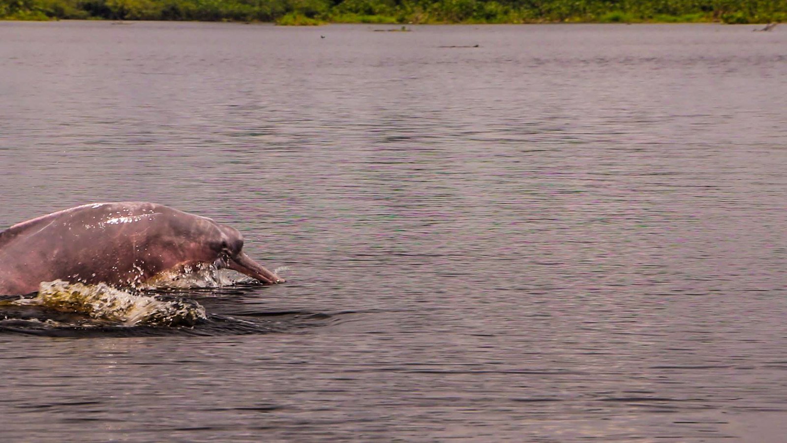 Pink river dolphin surfacing