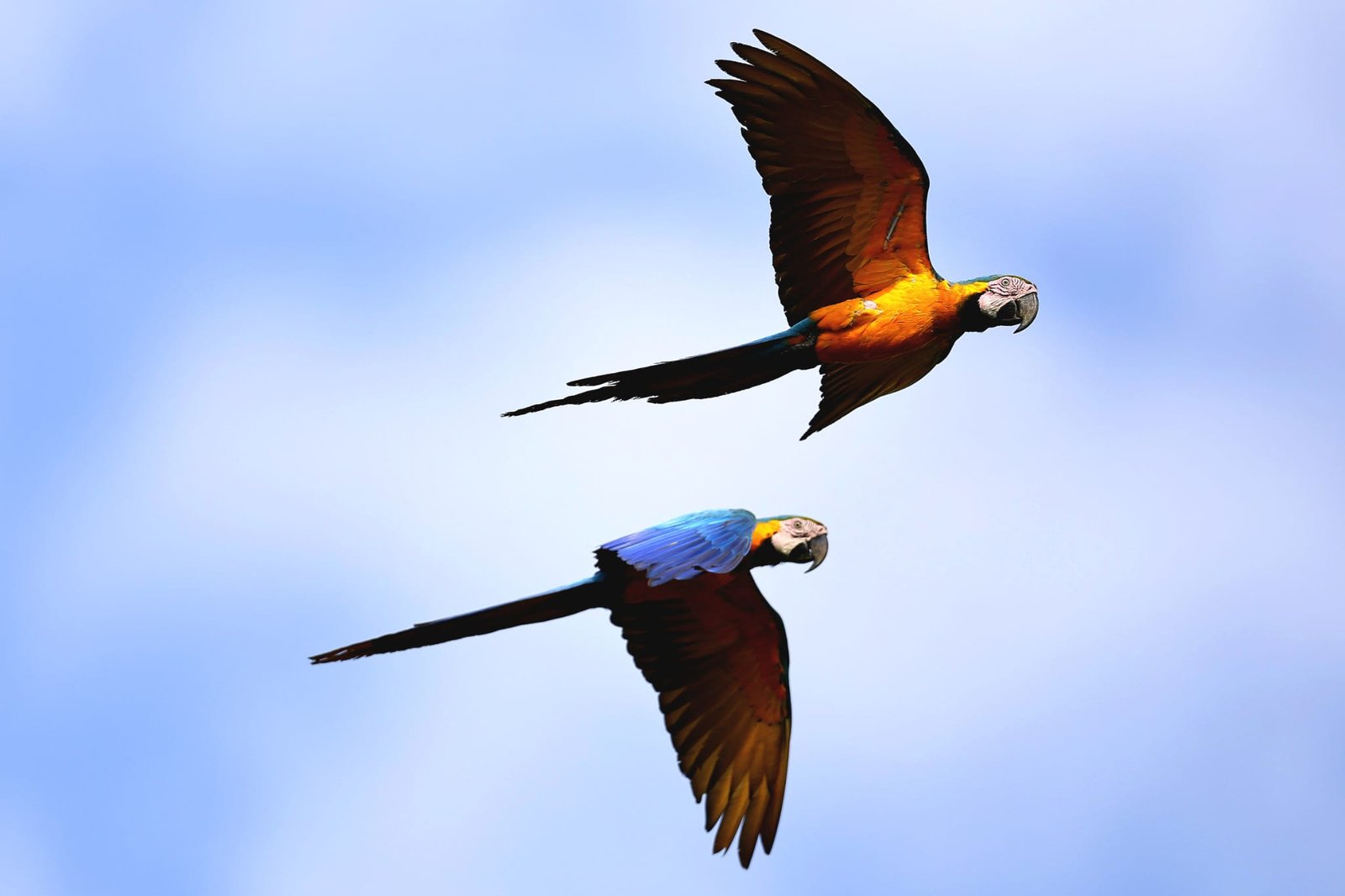 Blue-and-yellow macaws in flight