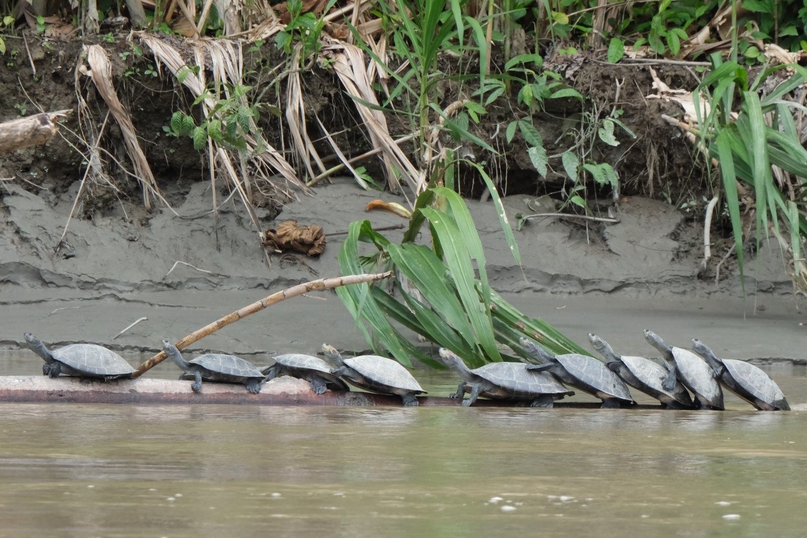 Yellow-spotted river turtles basking on a log