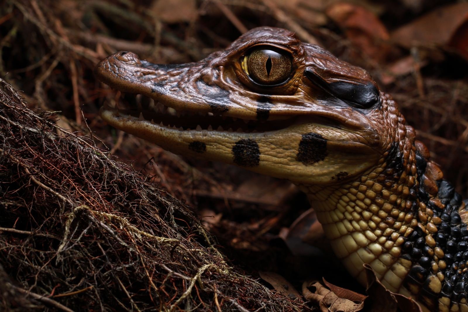 Juvenile black caiman on the forest floor