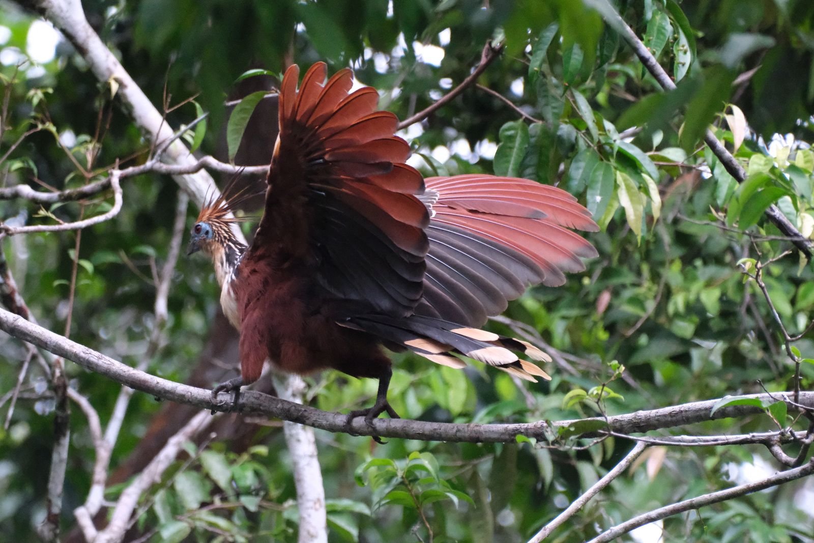 Hoatzin stretching its wings