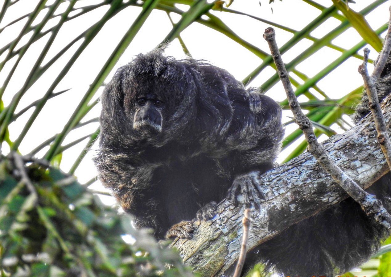 Monk saki monkey in the treetops