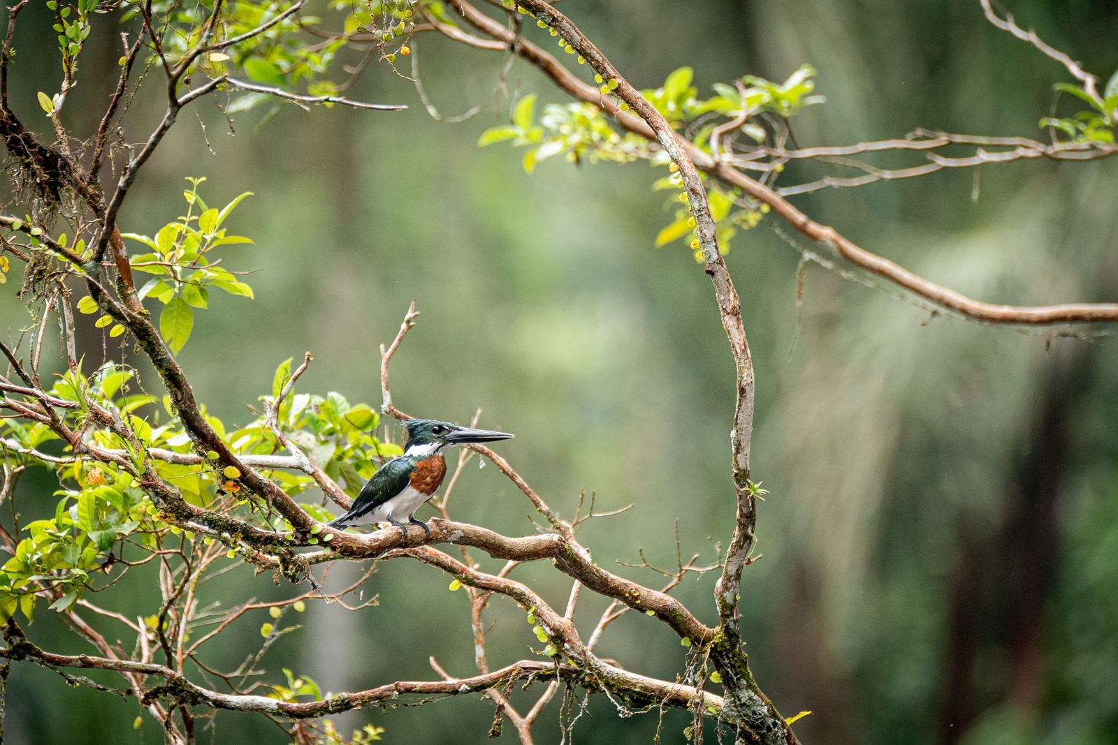 Kingfisher perched above a jungle creek