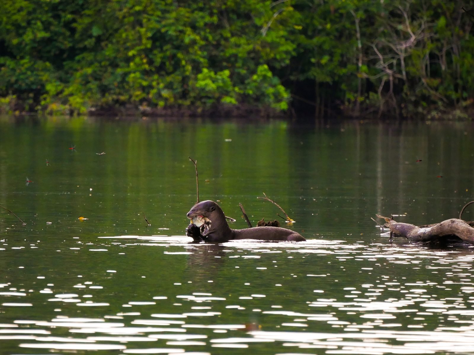 Giant river otters in a black-water lagoon