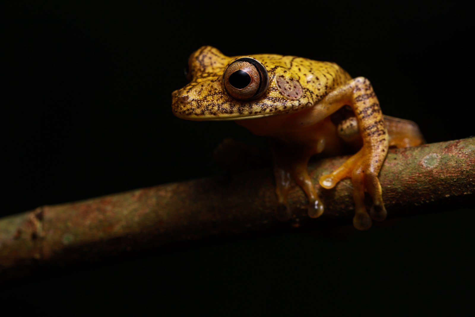 Tree frog found on a night walk