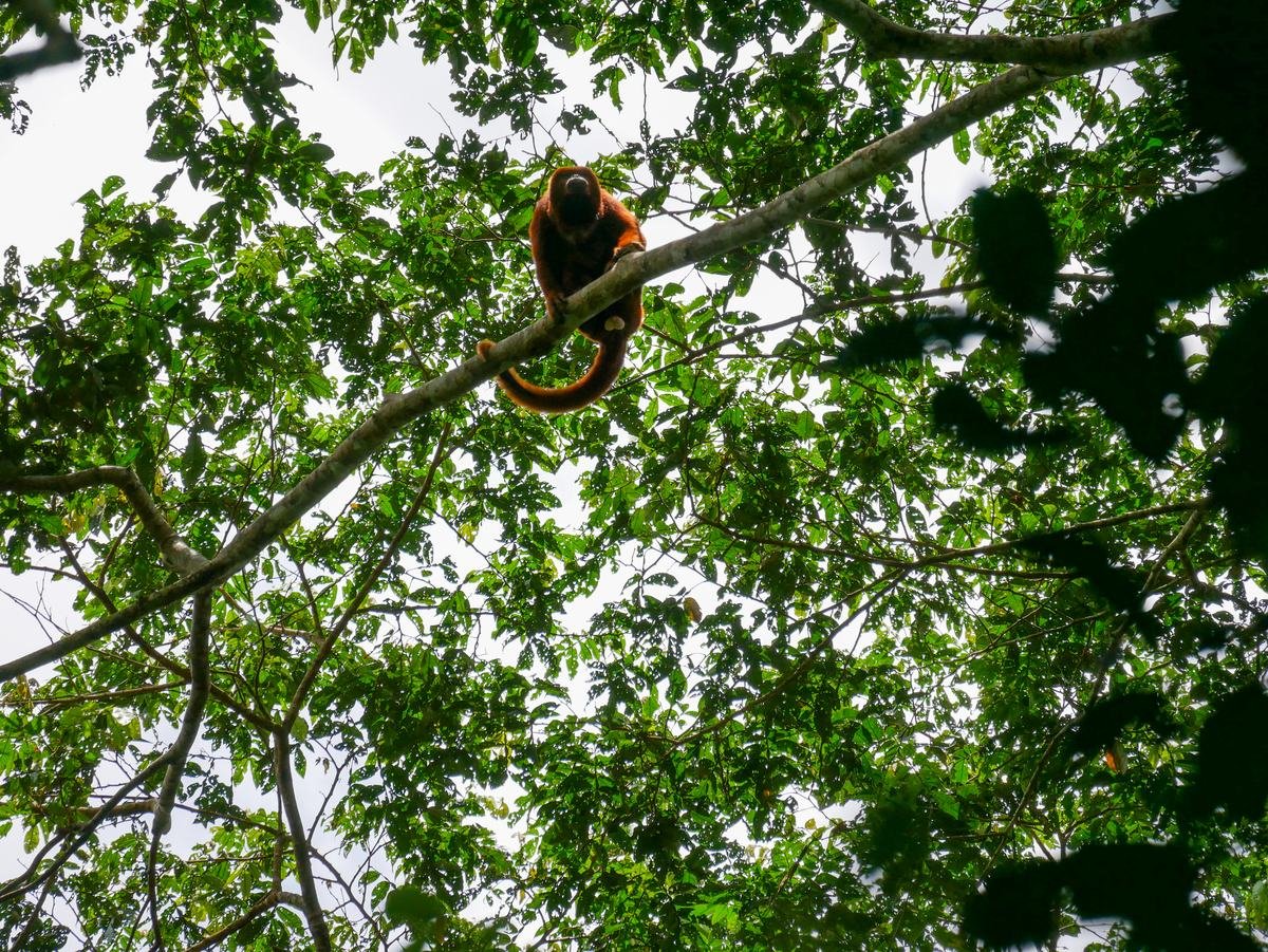 Red howler monkey high in the canopy