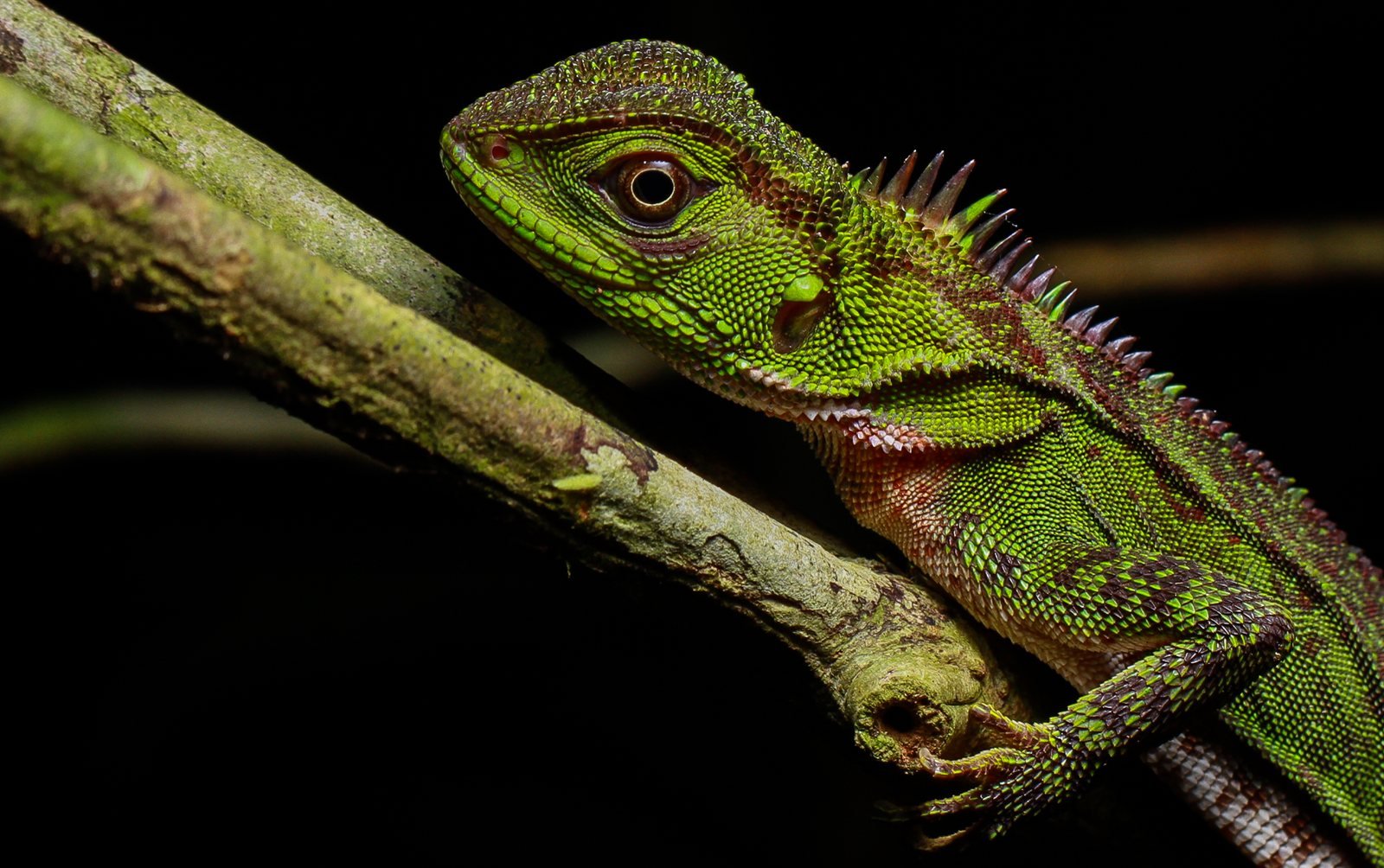 Amazon forest lizard on a branch at night