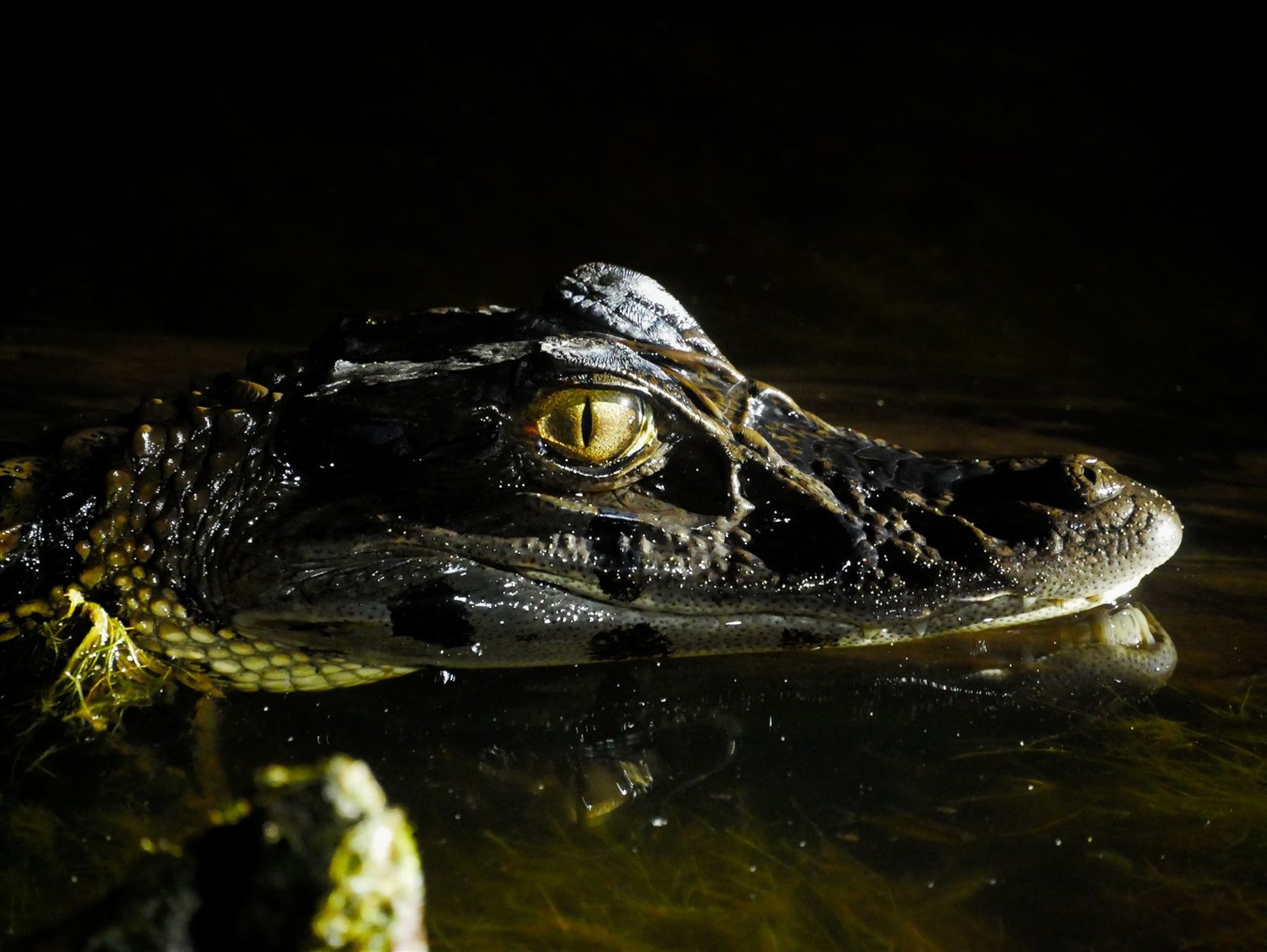 Caiman at the waterline in torchlight, eye catching the beam