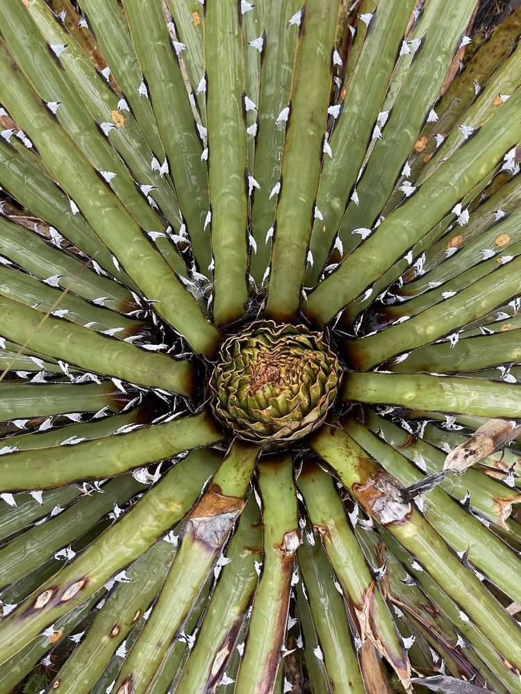 Botany