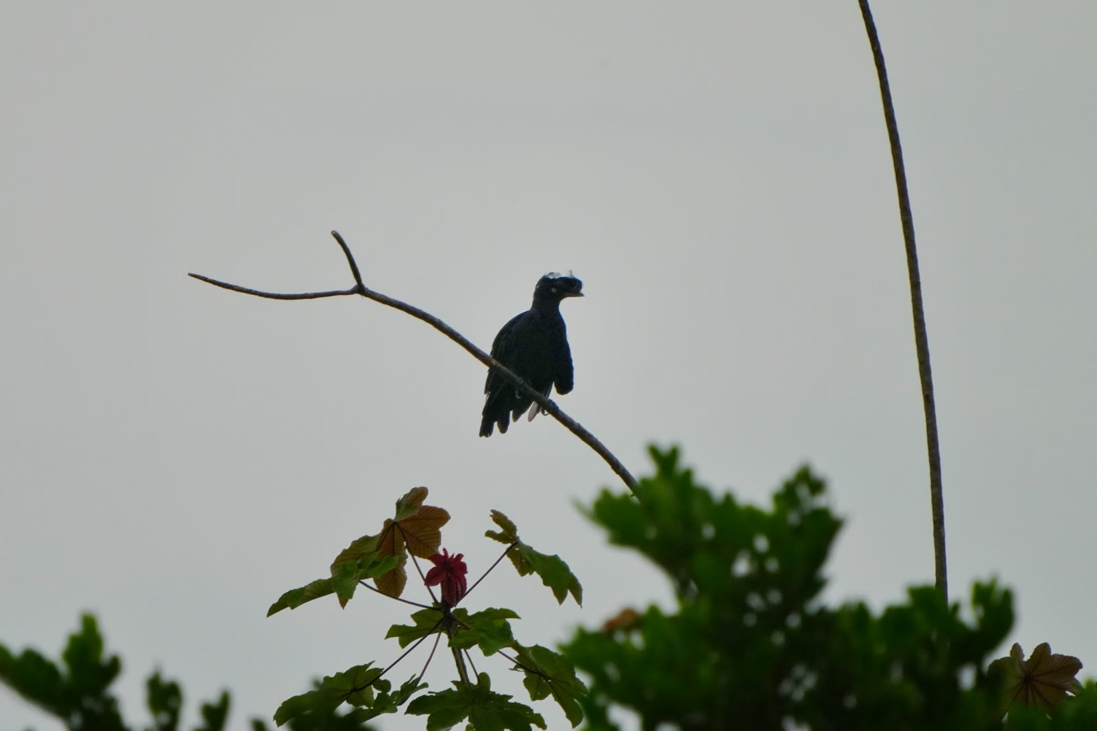 Amazon birds