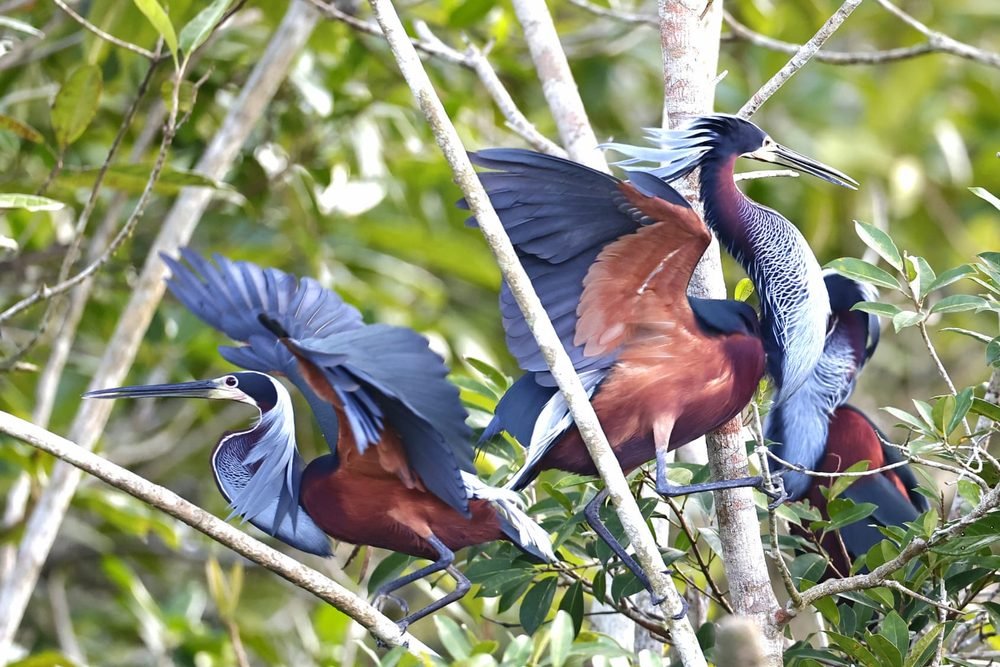 Ornithology