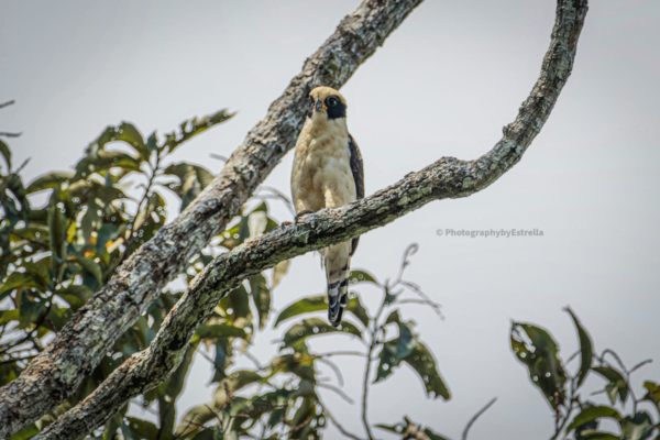 From Marshes to Canopy – Herpethology Tour