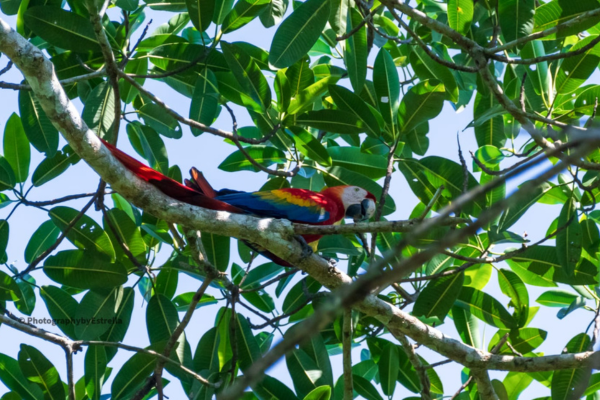 From Marshes to Canopy – Herpethology Tour