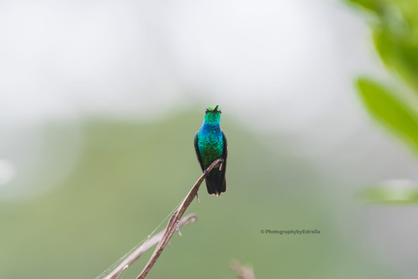 From Marshes to Canopy – Herpethology Tour